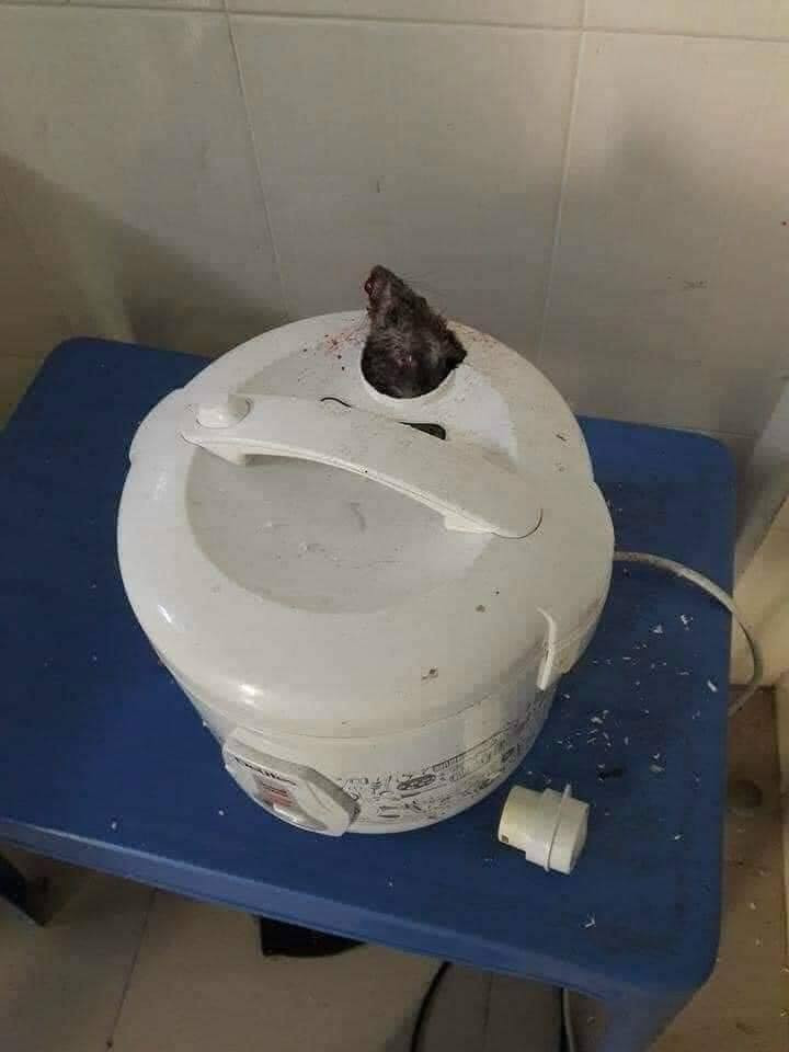 Thời gian vừa qua, việc quên vệ sinh nồi cơm điện để rồi mốc mọc tua tủa, bốc mùi chua tới "phát ngất" hay thậm chí xuất hiện những vật thể lạ bên trong khiến ai nhìn liếc quá cũng phải khóc thét.