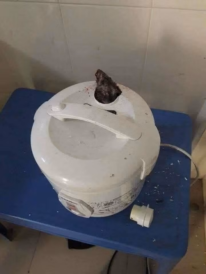 Thời gian vừa qua, việc quên vệ sinh nồi cơm điện để rồi mốc mọc tua tủa, bốc mùi chua tới "phát ngất" hay thậm chí xuất hiện những vật thể lạ bên trong khiến ai nhìn liếc quá cũng phải khóc thét.