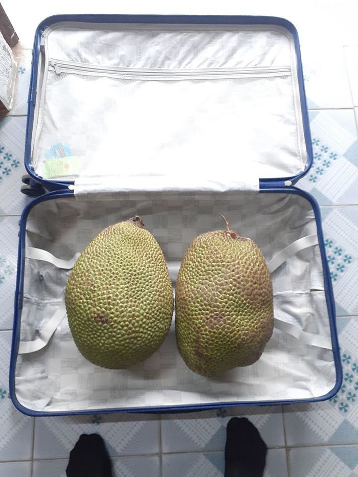 Gia tài trở lại thành phố sau Tết chẳng có gì ngoài 2 quả mít.