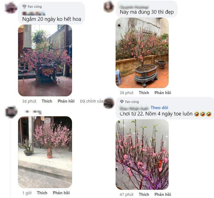 Những ngày gần đây, cư dân mạng khắp nơi đều đang cảm thấy vô cùng bất an trước cảnh hoa đào nở bung dù còn khoảng 5 ngày nữa mới đến Tết Nguyên đán.