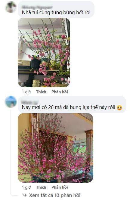 Trên các trang mạng xã hội, rất nhiều người đăng đàn chia sẻ nỗi niềm ''3 phần phấn khởi, 7 phần bất an'' của bản thân khi thấy hoa đào nở sớm trước nền nhiệt từ 19 - 23 độ C vào những ngày cuối năm.