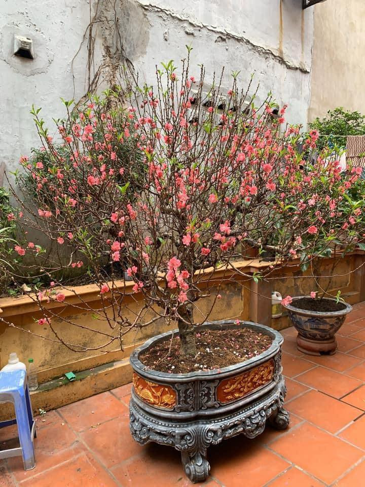 Dưới phần bình luận của các bài viết này, nhiều người cũng bày tỏ sự lo lắng và bất an của bản thân khi thời tiết thay đổi thất thường, khiến đào ra hoa quá sớm.