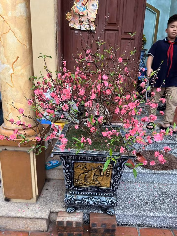 Không chỉ những giống đào phai, đào bích, đào huyền thông thường mà nhiều gia đình chơi đào rừng cũng cặp phải tình cảnh tương tự. Thậm chí còn có cành đào còn ra hoa ngay từ 20 Âm lịch.