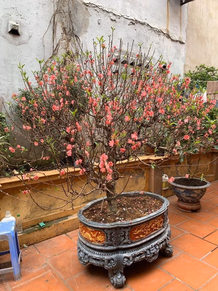 Có gia đình vừa kịp mua đào hôm 22 Âm lịch, mà sang đến ngày 24 đã nở rộ rực rỡ.