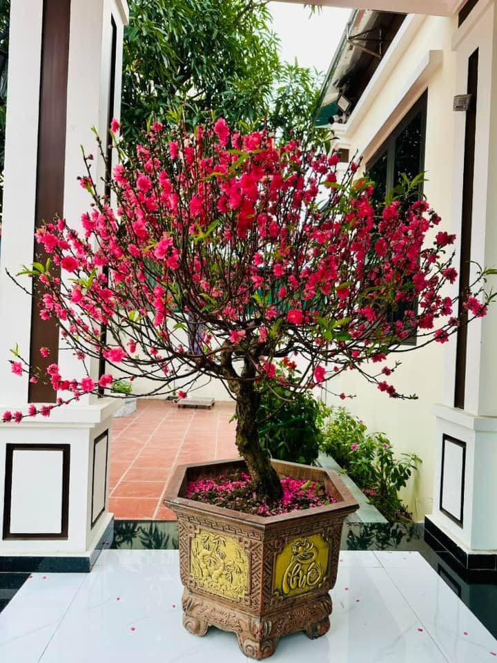 Trước tình trạng hoa đào nở sớm, cư dân mạng cũng truyền tai nhau một vài ''bí kíp'' hãm hoa bung nở để có thể ra hoa đúng dịp Tết.