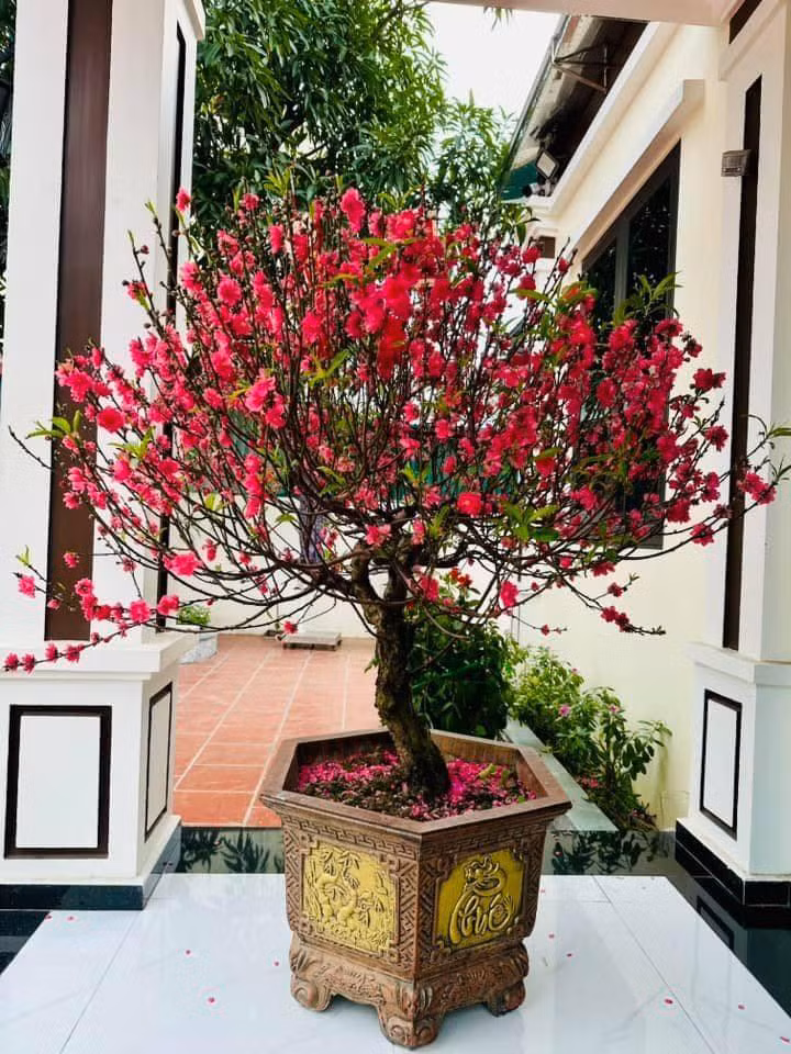 Trước tình trạng hoa đào nở sớm, cư dân mạng cũng truyền tai nhau một vài ''bí kíp'' hãm hoa bung nở để có thể ra hoa đúng dịp Tết.