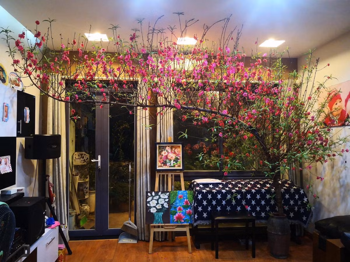 Đào là loại hoa đặc trưng được người Việt vô cùng ưa chuộng vào dịp Tết Nguyên đán, đặc biệt là tại miền Bắc. Một trong những niềm vui khi chơi đào Tết chính là hoa nở bung khoe sắc, tượng trưng cho may mắn và tài lộc của gia chủ.