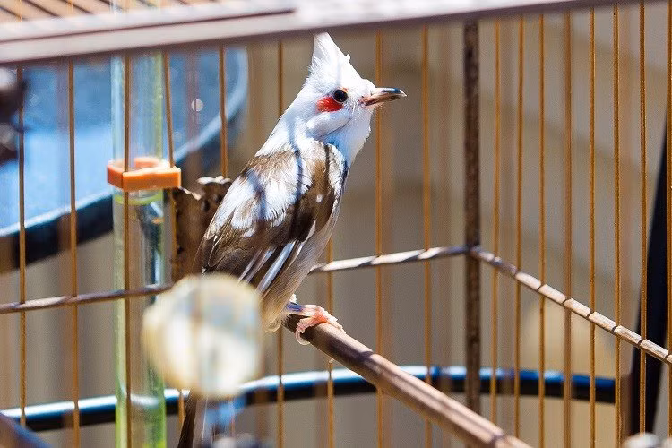 Dai gia Viet “khoe” dan chim canh 10 ty: O dieu hoa, co “bao mau” rieng-Hinh-3