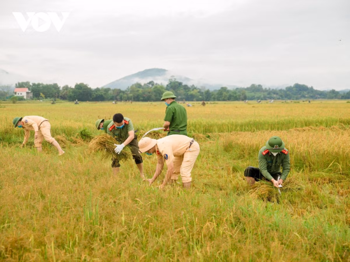 Hinh anh cong an xuong dong giup dan gat lua chay bao-Hinh-2