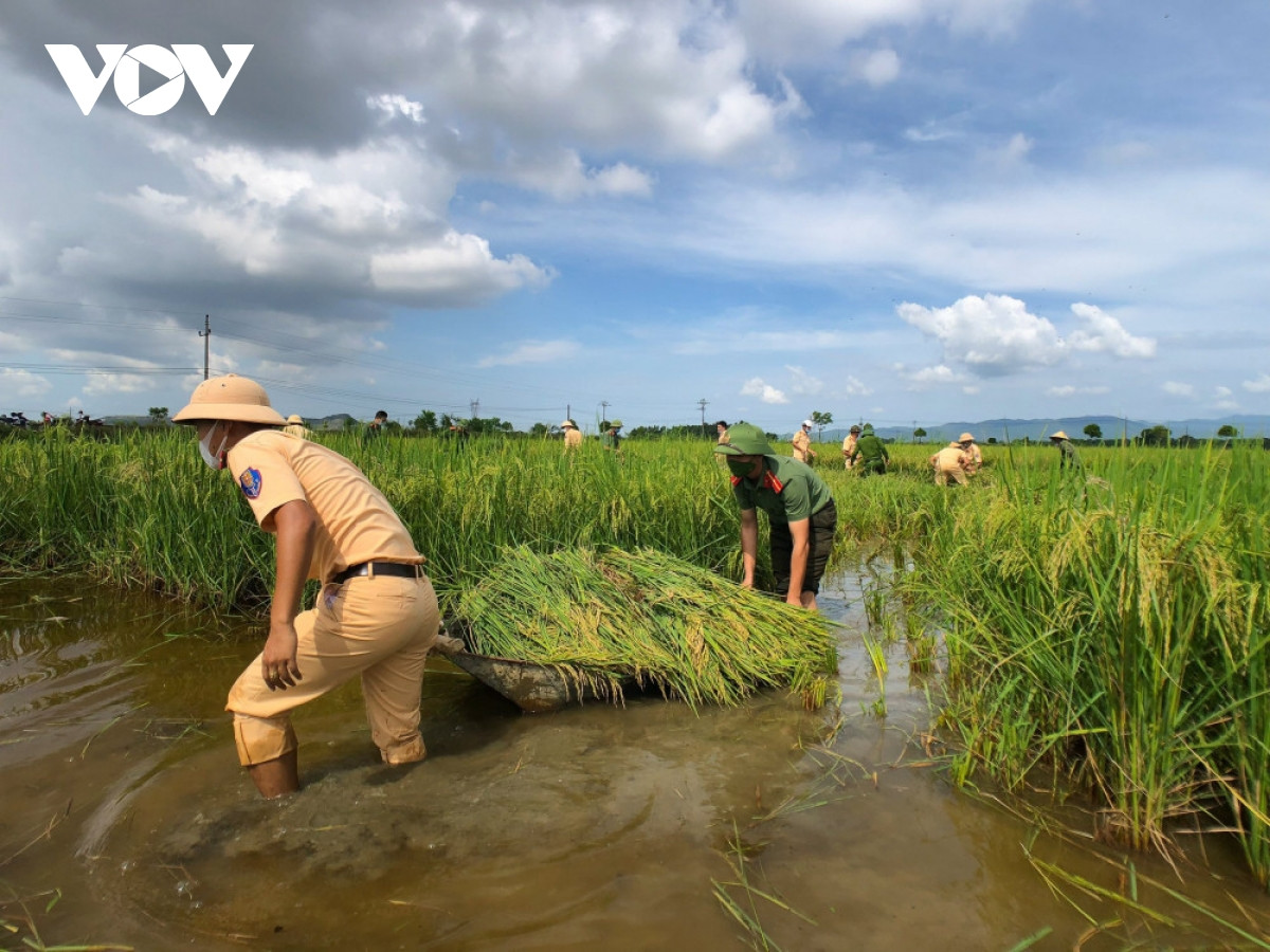 Hình ảnh công an xuống đồng giúp dân gặt lúa chạy bão - Hình 6 Hinh anh cong an xuong dong giup dan gat lua chay bao-Hinh-6