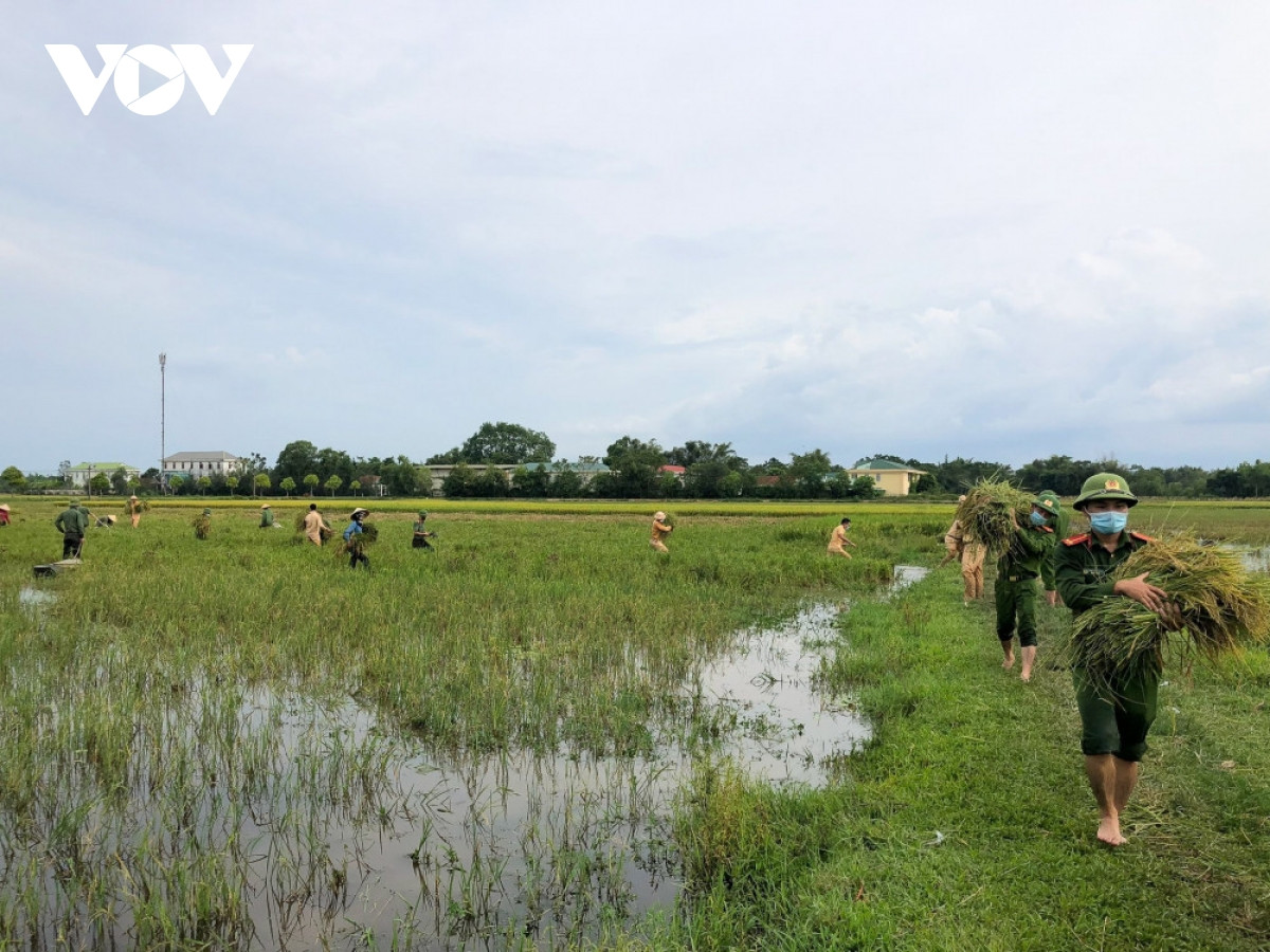 Hình ảnh công an xuống đồng giúp dân gặt lúa chạy bão - Hình 7 Hinh anh cong an xuong dong giup dan gat lua chay bao-Hinh-7