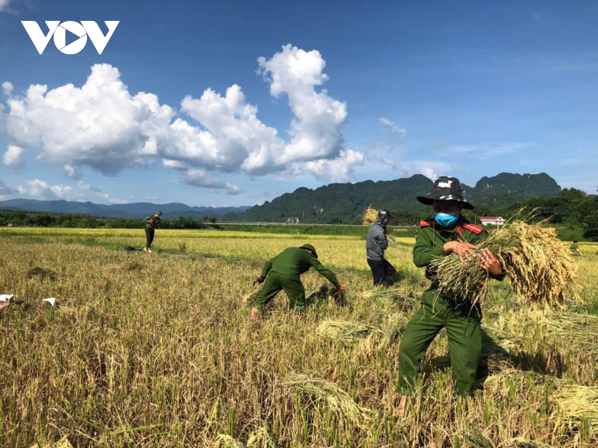 Hình ảnh công an xuống đồng giúp dân gặt lúa chạy bão - Hình 11 Hinh anh cong an xuong dong giup dan gat lua chay bao-Hinh-11