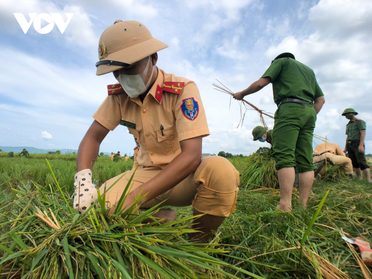 Hình ảnh công an xuống đồng giúp dân gặt lúa chạy bão - Hình 5 Hinh anh cong an xuong dong giup dan gat lua chay bao-Hinh-5