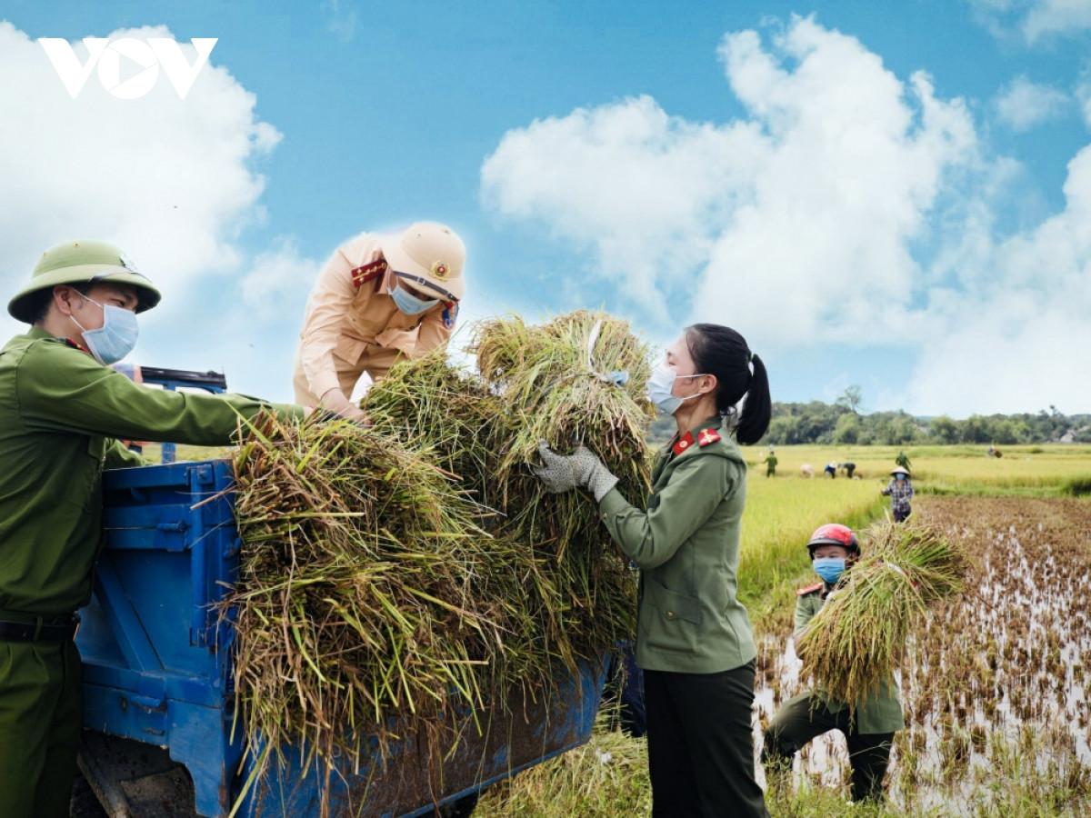 Hình ảnh công an xuống đồng giúp dân gặt lúa chạy bão - Hình 8 Hinh anh cong an xuong dong giup dan gat lua chay bao-Hinh-8
