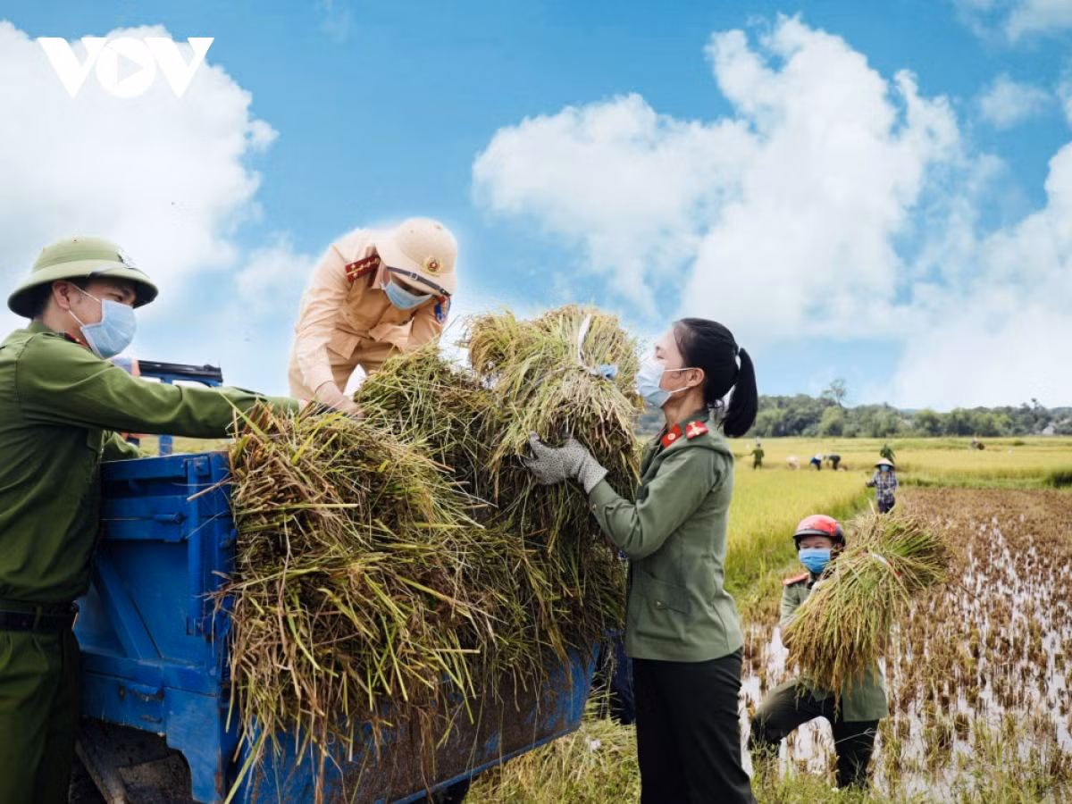 Hinh anh cong an xuong dong giup dan gat lua chay bao-Hinh-8