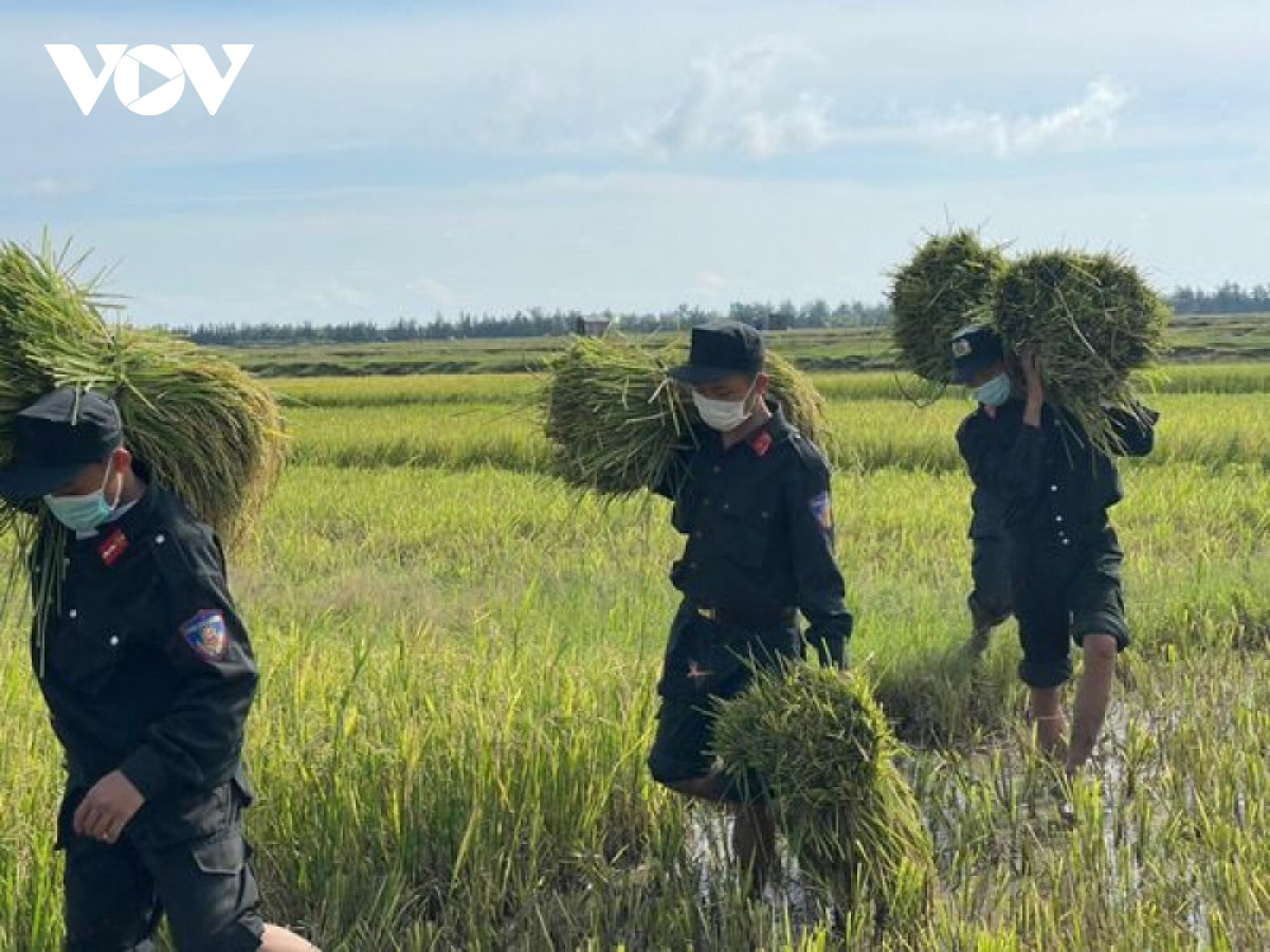 Hình ảnh công an xuống đồng giúp dân gặt lúa chạy bão - Hình 9 Hinh anh cong an xuong dong giup dan gat lua chay bao-Hinh-9