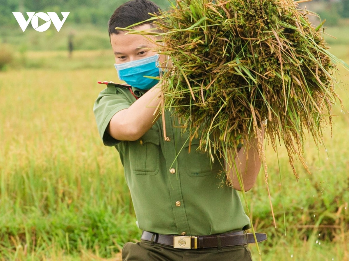 Hình ảnh công an xuống đồng giúp dân gặt lúa chạy bão - Hình 3 Hinh anh cong an xuong dong giup dan gat lua chay bao-Hinh-3