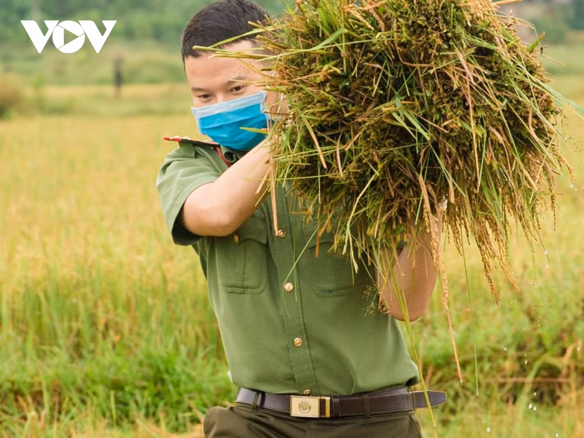 Hinh anh cong an xuong dong giup dan gat lua chay bao-Hinh-3