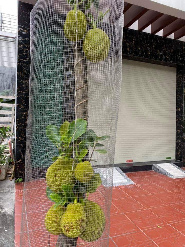 Không chỉ một nhà mà nhiều hộ dân có của ngoài trời cũng đã phải bảo vệ tài sản chín cây của mình bằng những lưới thép mắt cáo.