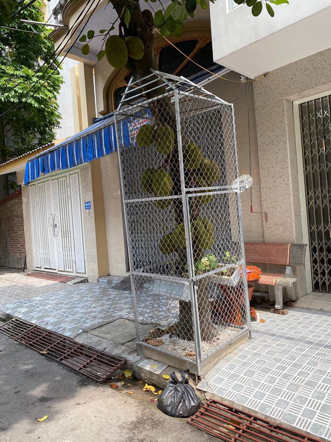 Để bảo vệ cây mít do chính tay mình ngày ngày tưới tắm, chăm bẵm trước những ánh mắt nhòm ngó của những tên "mít tặc" nhiều chủ nhà đã cất công tậu khung sắt để bảo vệ thành quả.