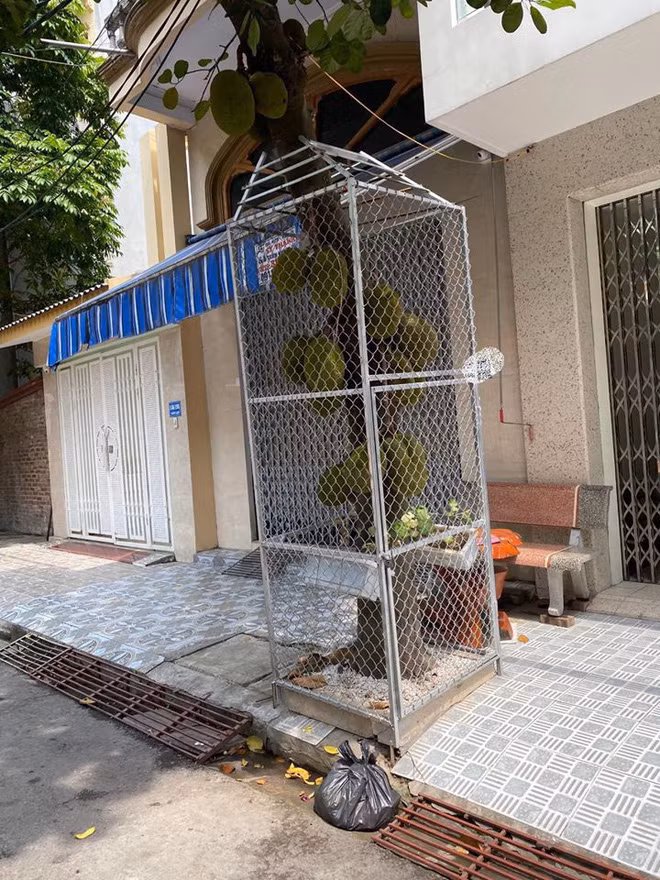 Để bảo vệ cây mít do chính tay mình ngày ngày tưới tắm, chăm bẵm trước những ánh mắt nhòm ngó của những tên "mít tặc" nhiều chủ nhà đã cất công tậu khung sắt để bảo vệ thành quả.