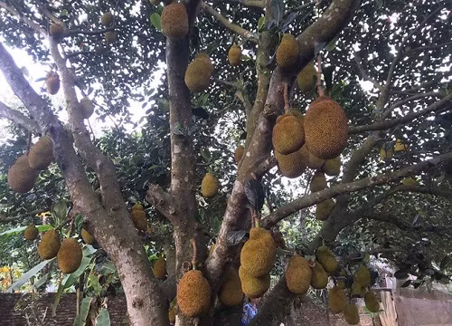 Cách đây chưa lâu, trên mạng xã hội xuất hiện bức ảnh chụp một cây mít sai trĩu quả. Theo đó, quả của cái cây trên mọc quả chi chít ở khu vực gốc thay vì trên thân cây như thường thấy.