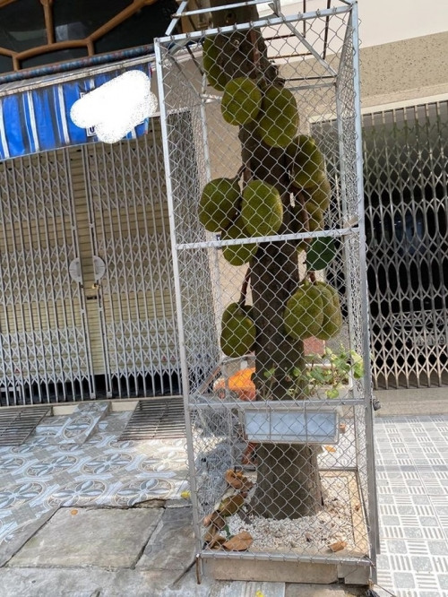 Bọc lồng sắt chưa yên tâm, các chủ nhà có mít chín cây còn làm cả khóa cho an toàn.