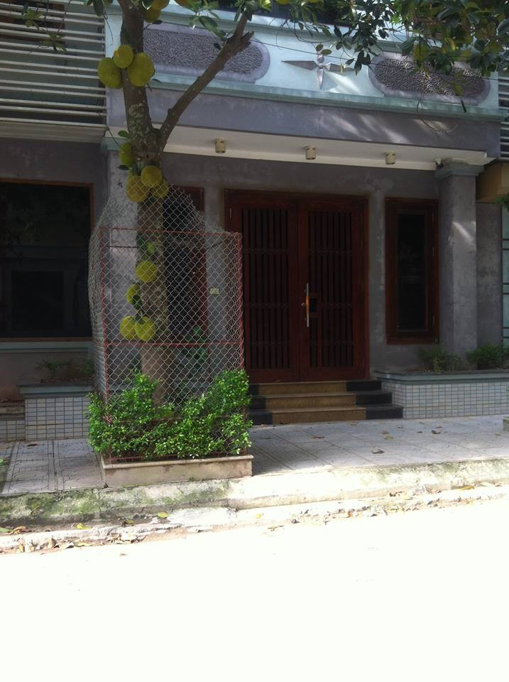 Thuê người hàn sắt bao vây cây mít, chủ nhà yên bề ngủ ngon.