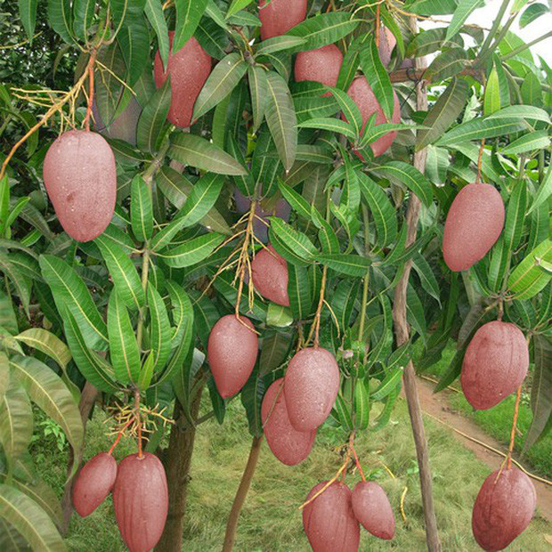 Tuy nhiên so với những giống xoài khác của Việt Nam như xoài cát thì độ ngon của loại xoài hồng này vẫn thua xa hơn nhiều.