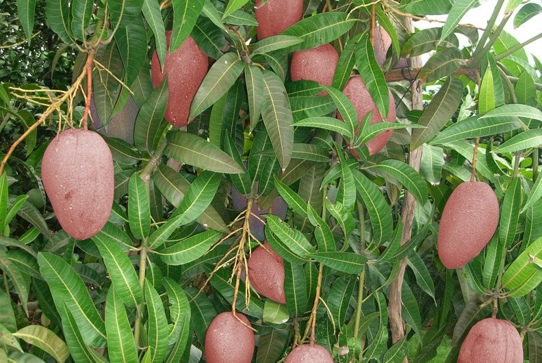 Khi cây xoài này còn xanh thì vỏ ngoài của nó có màu tím.