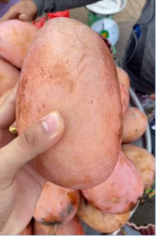 Cụ thể, một chàng trai đăng clip khoe về hàng bán xoài trước Đại học Cần Thơ, điều đặc biệt ở chỗ thay vì bán những trái xoài chín vàng ươm hay xoài xanh sống, người bán bày ra những trái siêu to khổng lồ có màu hồng.