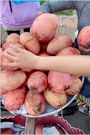 Ngoại hình của các xoài thì ai cũng biết có 2 màu căn bản, màu xanh và vàng (khi chín). Vậy đã bao giờ bạn thấy một trái xoài màu... hồng chưa?