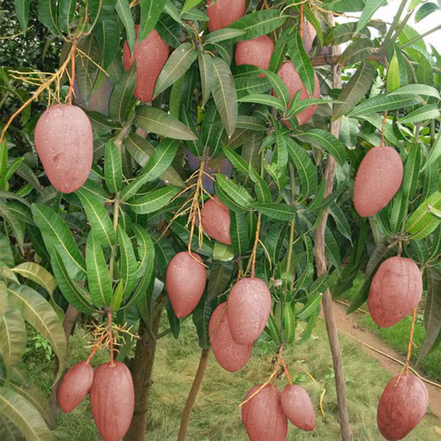 Tuy nhiên so với những giống xoài khác của Việt Nam như xoài cát thì độ ngon của loại xoài hồng này vẫn thua xa hơn nhiều.