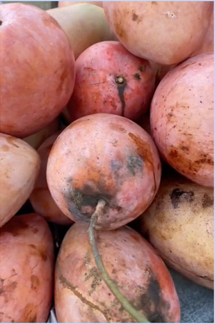 Khi chàng trai tò mò lên mạng hỏi đây là giống cây xoài gì, đã có vô số câu trả lời từ cư dân mạng khiến nhiều người hoang mang.