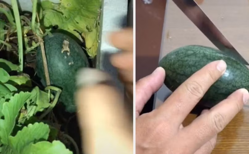 Trước đó, trên MXH không ít lần dân mạng từng chứng kiến những màn bổ dưa mini thu hút được sự chú ý của nhiều người.