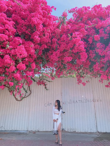 "Cần phải truy tìm thủ phạm, cây mất bao công chăm bẵm giờ thì phá hoại. Các cơ quan chức năng nên vào cuộc để tìm ra kẻ phá hoại và làm rõ động cơ". Một thành viên mạng xã hội để lại bình luận dưới bài giàng về giàn hoa giấy Vũng Tàu bị cắt gốc.