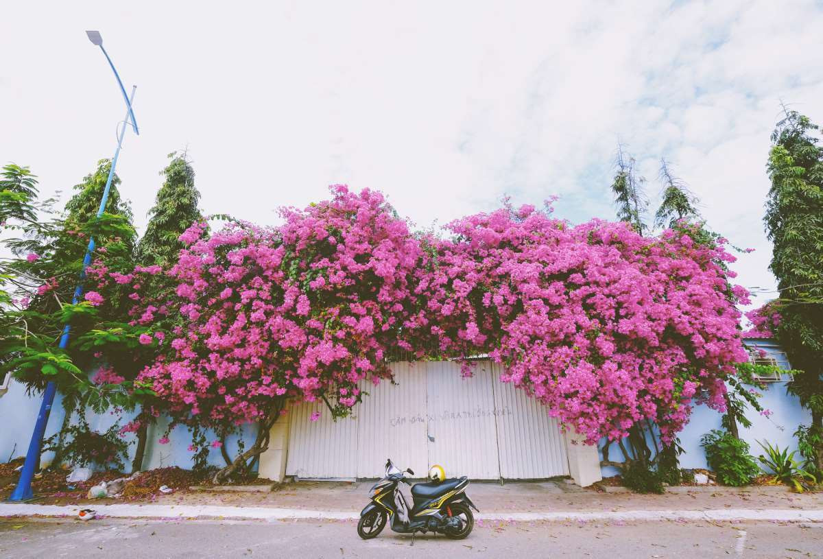 Những ai đến với thành phố chắc chắn đã từng nghe đến giàn hoa giấy cổ thụ cứ lên hình là đẹp.