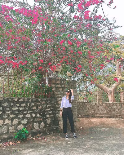 Trước đó, những giàn hoa giấy cổ thụ tại Vũng Tàu chính là đặc sản của thành phố biển này và nhiều du khách đã có những bức ảnh sống ảo vô cùng đẹp ở đây.