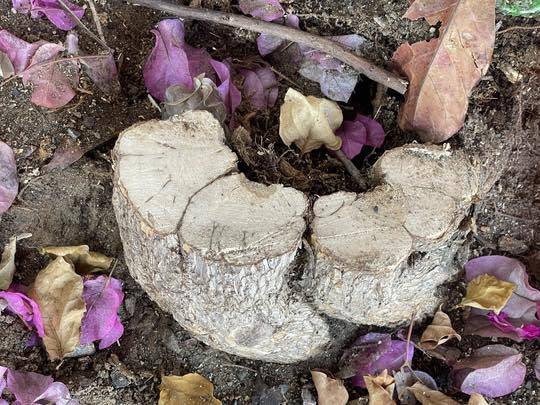 Đặc biệt, kẻ gian đã cưa ngang thân cây hoa giấy tại chùa Phổ Diệu và lấy đi một phần thân. Sau khi cây chết, nhà chùa cho người kéo xuống, lấy cành ươm lại.