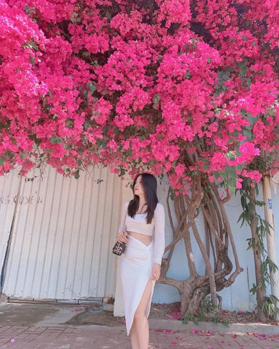 Cụ thể, trên một số diễn giàn dưới phần bình luận ghi lại cảnh tượng những cây hoa giấy tại Vũng Tàu bị cắt góc, netizen bình luận: "Chẳng hiểu động cơ gì lại đi phá hoại những cây hoa giấy giàng đẹp. Phải chăng vì kiểu ghen ăn tức ở".