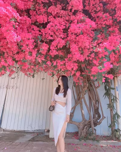 Cụ thể, trên một số diễn giàn dưới phần bình luận ghi lại cảnh tượng những cây hoa giấy tại Vũng Tàu bị cắt góc, netizen bình luận: "Chẳng hiểu động cơ gì lại đi phá hoại những cây hoa giấy giàng đẹp. Phải chăng vì kiểu ghen ăn tức ở".