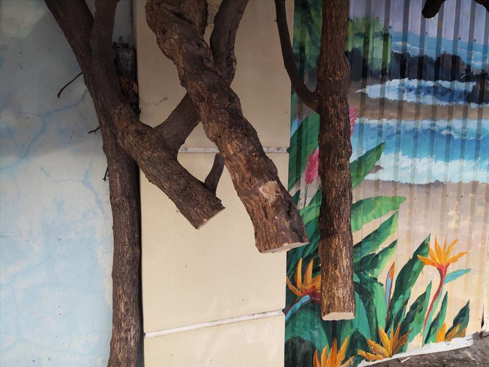 Không chỉ ở chùa Phổ Diệu, giàn hoa giấy trước Nhà nghỉ Lâm Đường (phường 8, TP.Vũng Tàu) nở hoa quanh năm và được nhiều du khách chọn làm nơi check-in cũng bị cưa trộm và kẻ gian đã lấy đi một phần gốc.