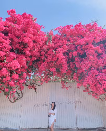 Đây không phải là lần đầu tiên các cây hoa giấy trong thành phố Vũng Tàu bị cưa trộm, cắt mất gốc.