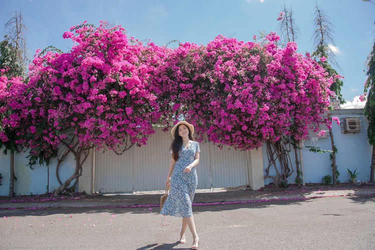 Theo tìm hiểu thêm, công an đã điều tra và bắt giữ đối tượng Nguyễn Văn Vũ (SN 1970, trú tại xã Long Sơn, TP.Vũng Tàu) là thủ phạm của những vụ phá hoại giàn hoa giấy tại Vũng Tàu.