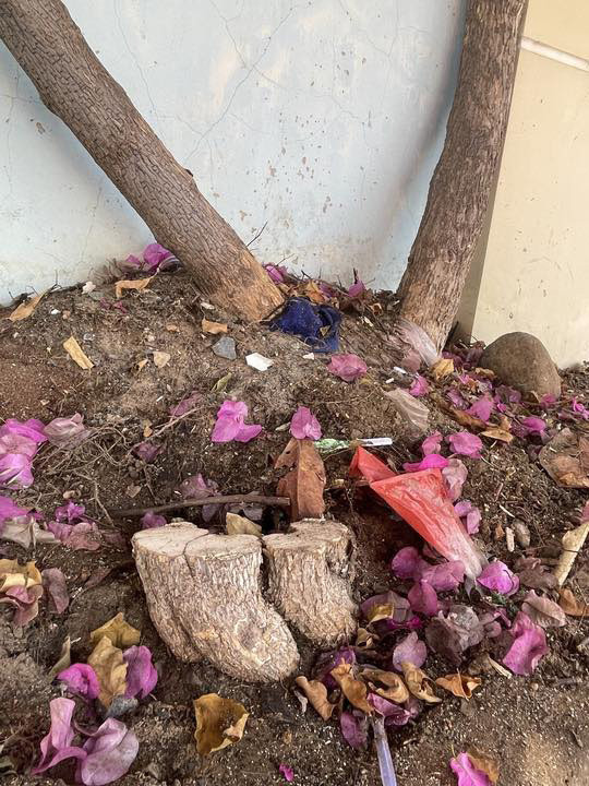 Thời gian gần đây, nhiều người giàn thành phố phát hiện ra việc nhiều gốc cây hoa giấy Vũng Tàu bị cưa ngang thân, có cây bị lấy đi cả phần gốc.