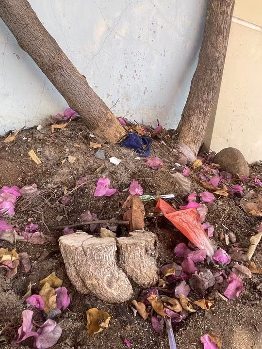 Thời gian gần đây, nhiều người giàn thành phố phát hiện ra việc nhiều gốc cây hoa giấy Vũng Tàu bị cưa ngang thân, có cây bị lấy đi cả phần gốc.