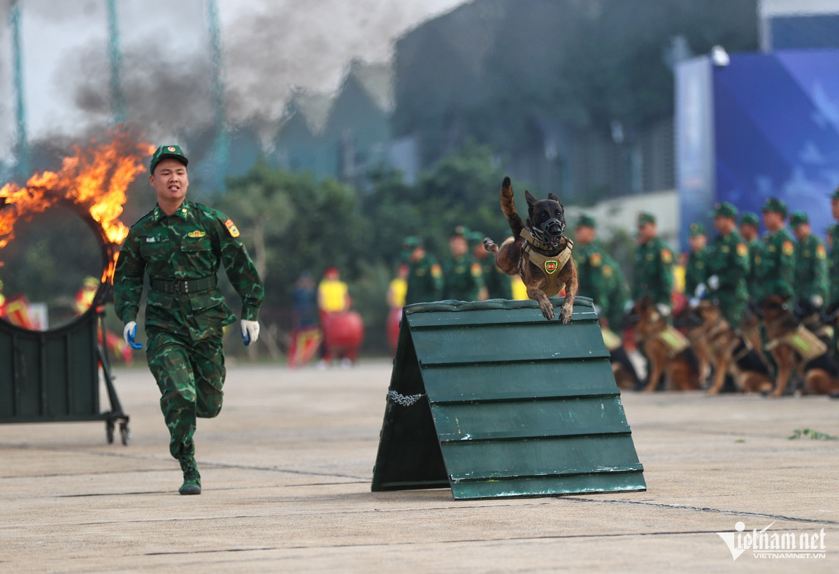Quân khuyển luyện tập màn biểu diễn vượt vật cản. Lần đầu tiên tại lễ khai mạc Triển lãm Quốc phòng Quốc tế Việt Nam có sự tham gia biểu diễn của lực lượng quân khuyển đến từ Trường Trung cấp 24 Biên phòng thuộc Bộ tư lệnh Bộ đội Biên phòng.