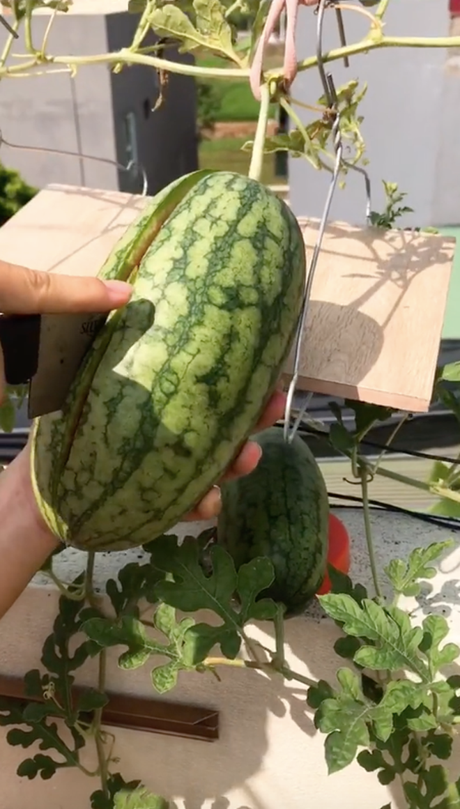Ngày qua ngày, quả dưa hấu dần lớn và cô giáo trẻ quyết tâm cho ra đời màn bổ dưa ngay tại giàn và thu hút hơn nửa triệu view sau 1 ngày. Ai cũng xuýt xoa vì cái kết mỹ mãn.