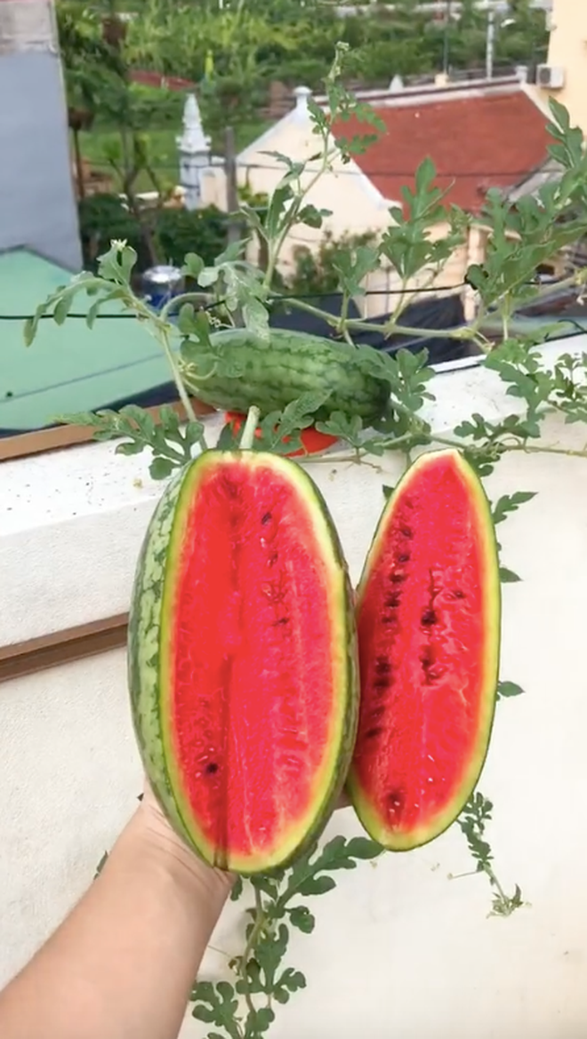 Không chỉ có cô giáo trẻ, nhìn quả dưa này mà có động lực làm vườn luôn.
