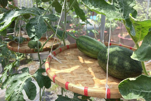 Những quả dưa hấu nằm trên giàn nhìn thôi đã cưng muốn xỉu.